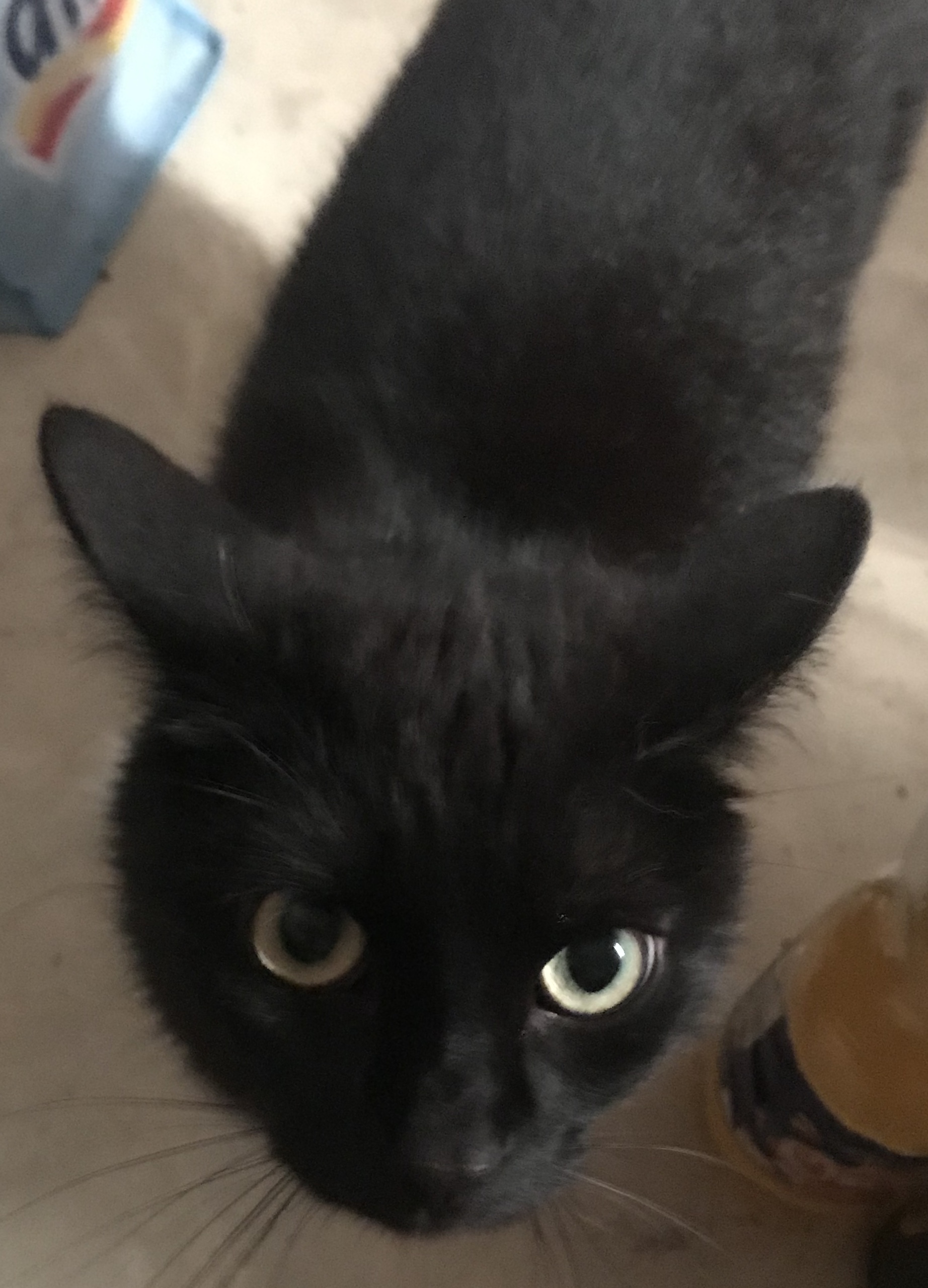 Kater Freddy in 97422 Schweinfurt vermisst