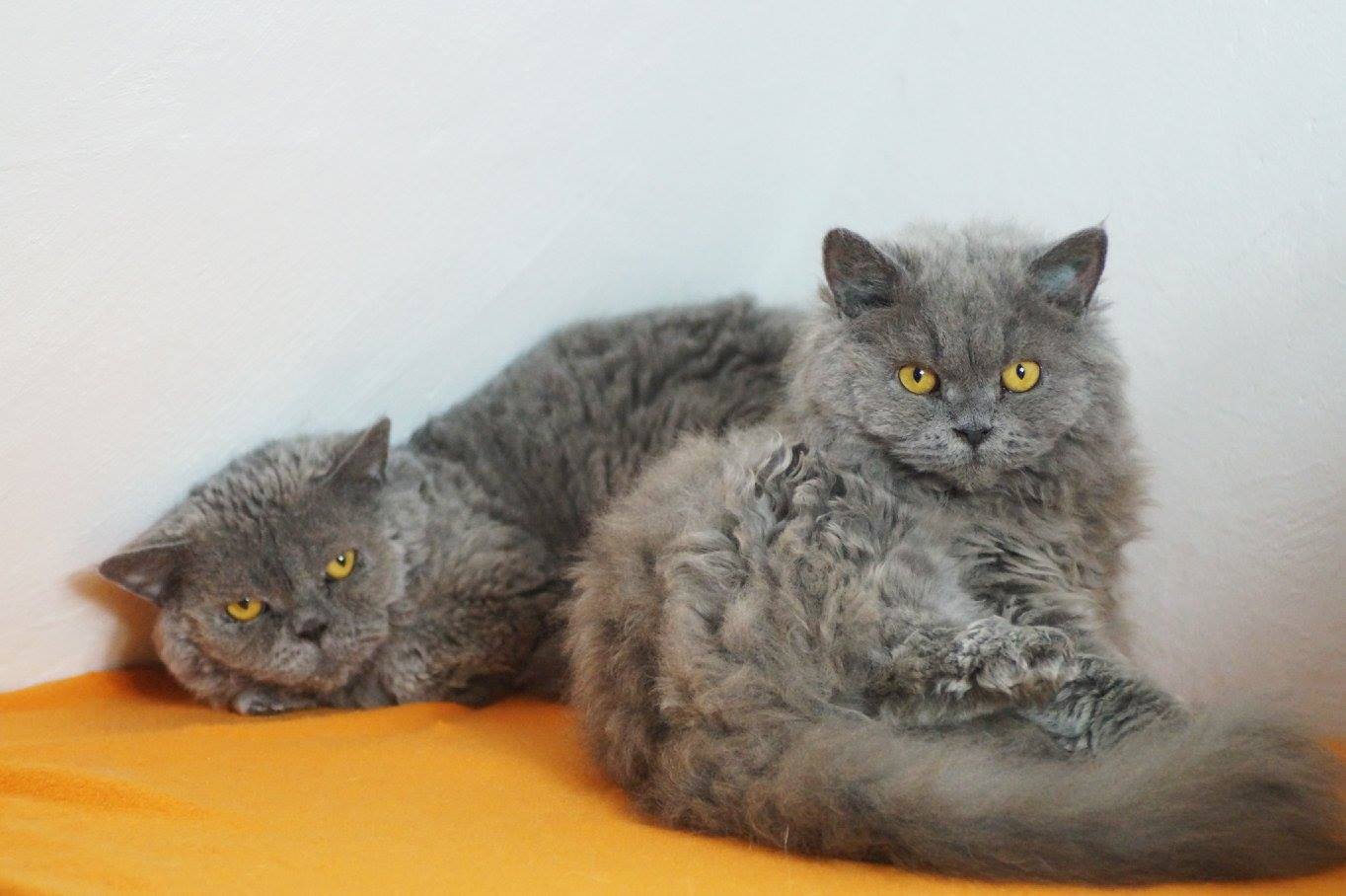 -vermittelt- Selkirk Rex Ebony (geb. 08/14) und Cameron (geb. 2013)