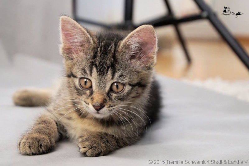 -vermittelt- Elton und Elena  (* 14.4.2017) – zwei verrückte Gnome suchen ein kuscheliges Zuhause *reserviert*