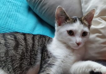 -vermittelt- kinderfreundliche Zuckerschnute Ella (geb. 05/23) sucht kuschelfestes Zuhause 