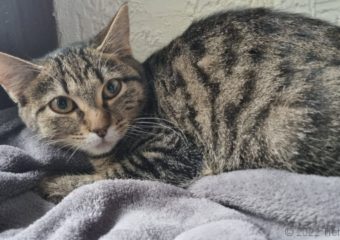 -vermittelt- Ella (*geb. 05/2022)