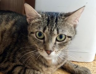 -vermittelt- Emely (*geb.08/22)  – Goldige Jungkatze sucht ruhiges Zuhause mit Freigang