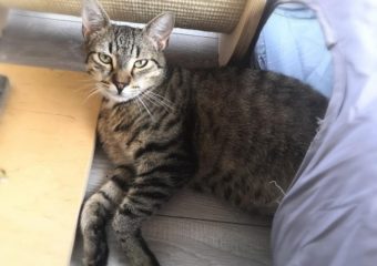 vermittelt- Enjo (*geb. 06/21) sucht ein Zuhause