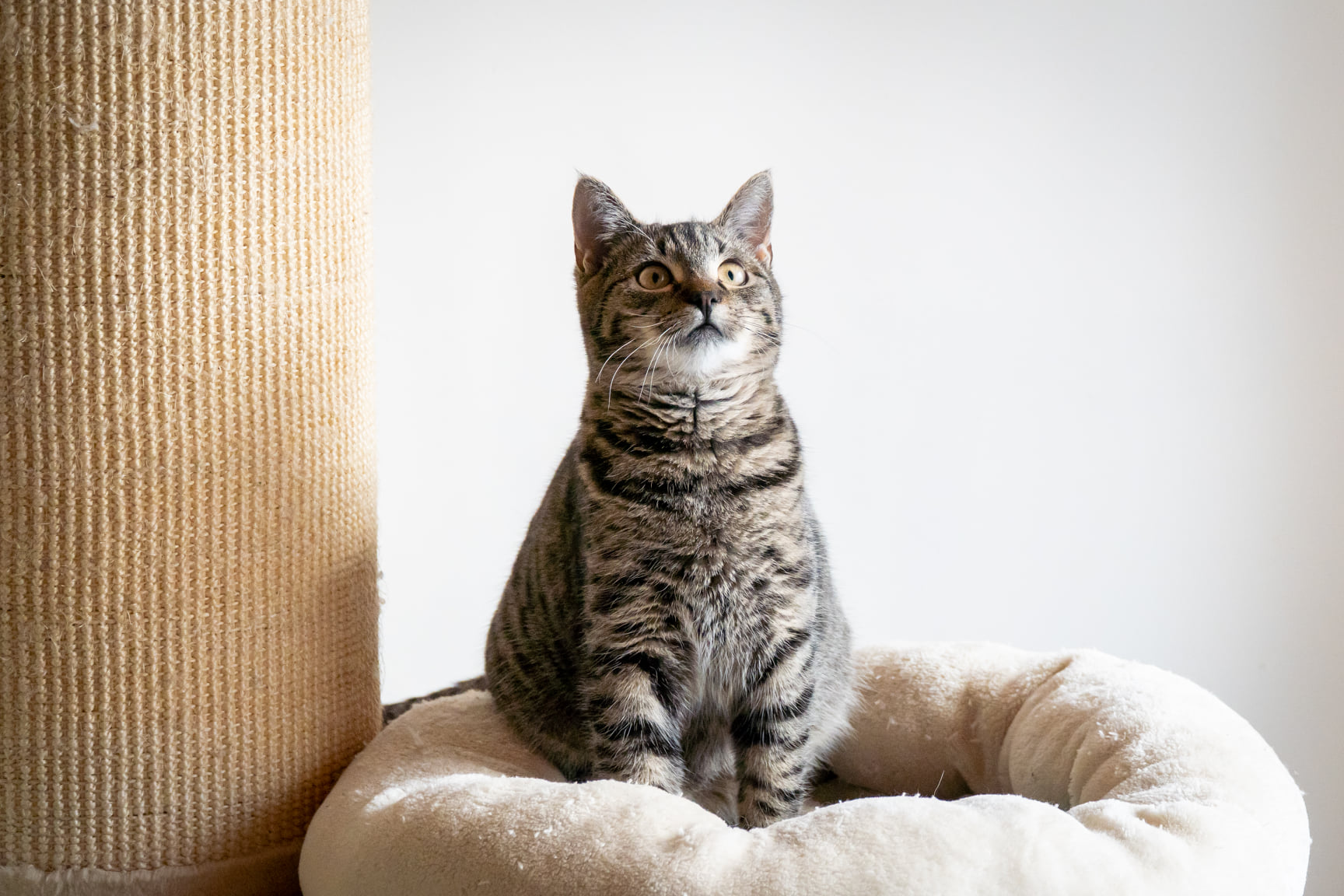 Feoras, Aurin, Marlon und Enjo (06/2021) – Jungsbande sucht Zuhause