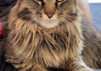 Katze nähe Schweinfurt Roßmarkt vermisst