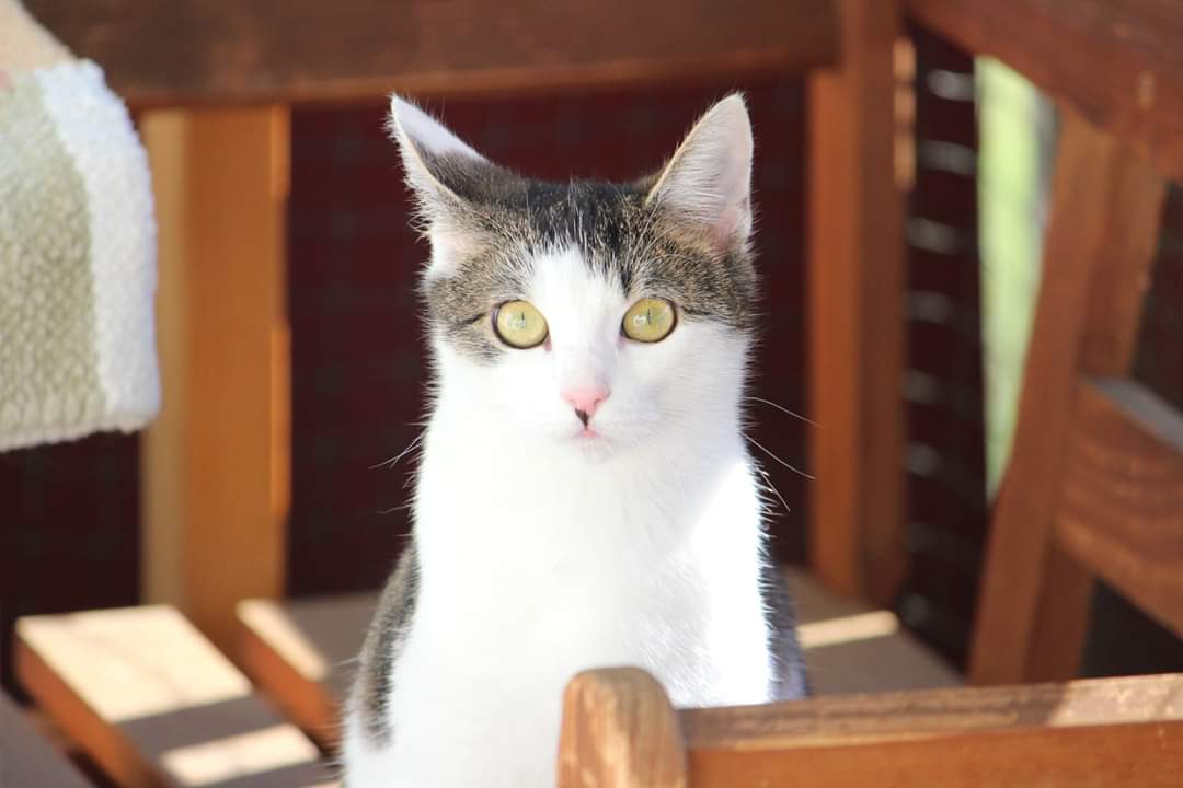 -vermittelt- Bell (04/18) sucht ihre Dosenöffner