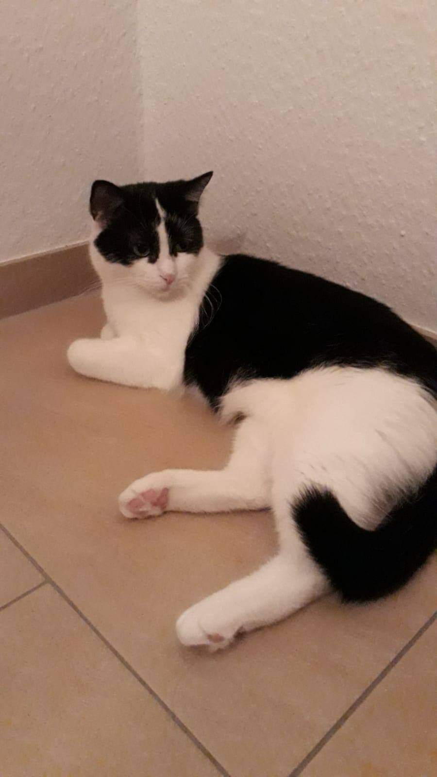 Cleo seit 15.5.2021 in 97714 entlaufen