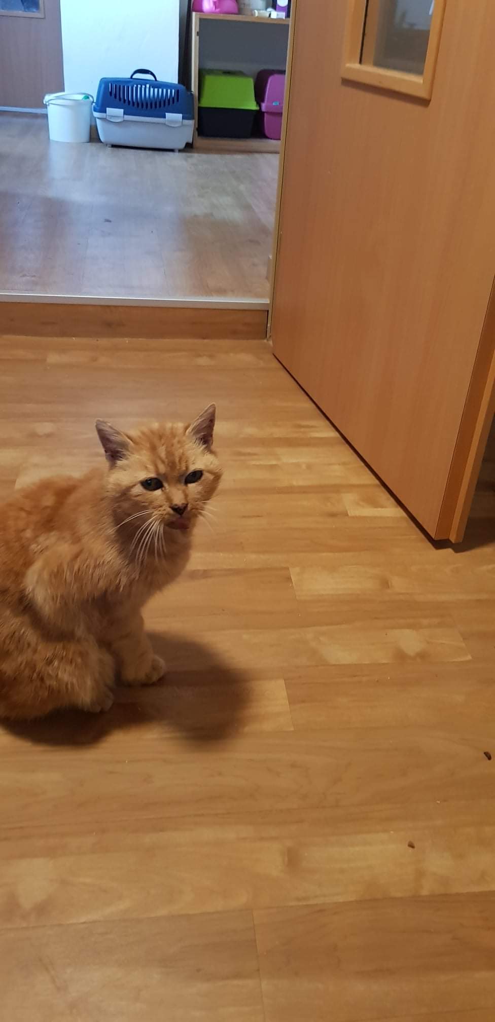 Kater in Ettleben verletzt aufgefunden