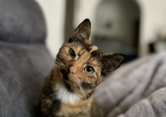 -vermittelt- Faith (*geb. 05/2023) – dreifarbige sensible Katze ist auf der Suche