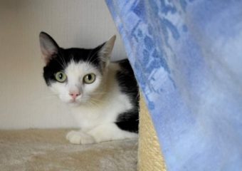 Paten für Felicitas gesucht