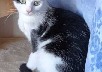 -Vermittelt- Felizitas (*geb. 09/2021)