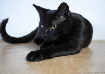 -vermittelt- Fina (*geb. 03/22) kleine Schmusemaus sucht