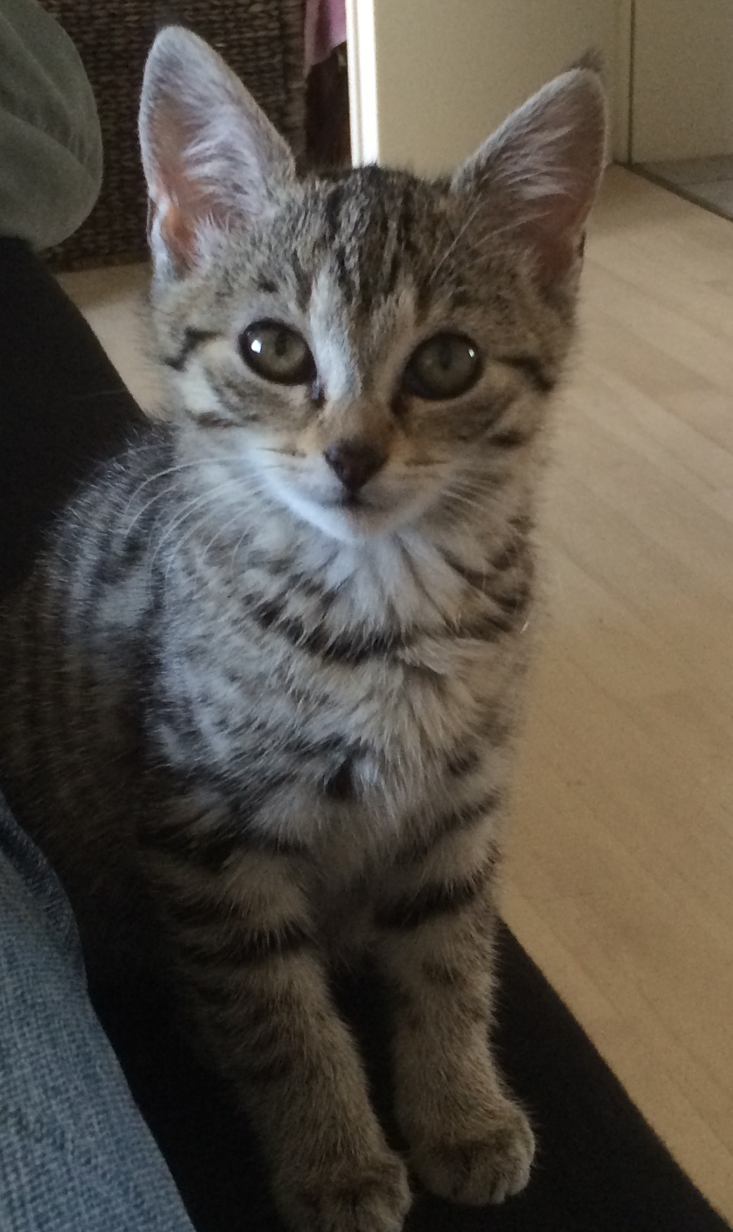 -vermittelt- Fiona (geb. 06/14) – menschenbezogenes Tigermädchen wünscht sich eine Familie