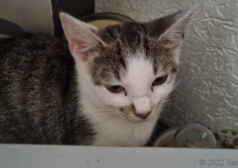 -vermittelt- Finnley (*geb. 05/2022)