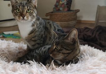 -vermittelt- Coco und Fiona (geb. 04/23) – Zwei getigerte Goldstückchen auf Suche nach ihrem „forever-home“