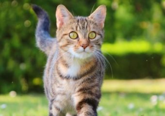 -vermittelt- Schmusekatze Flora (geb. 2021) – hunde-, katzen- und kinderverträglich