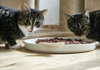 -vermittelt- Foxy und Gustl (*geb. 04/2023) – Zwei Teddys suchen ihre Couch für immer!