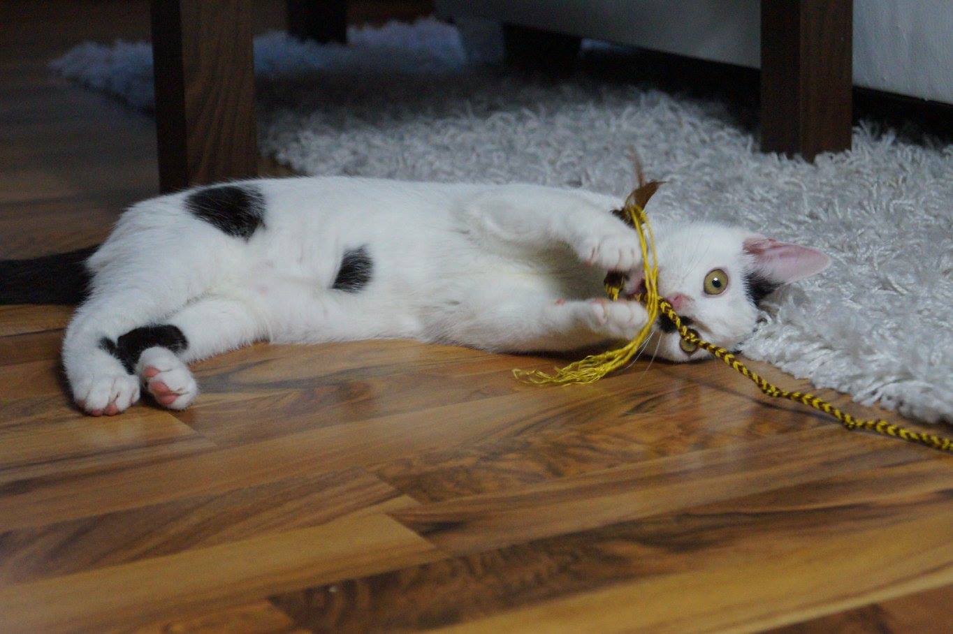 -vermittelt- Franklyn und Harley (geb. 04/15) – zauberhafte Katerbuben suchen Zuhause