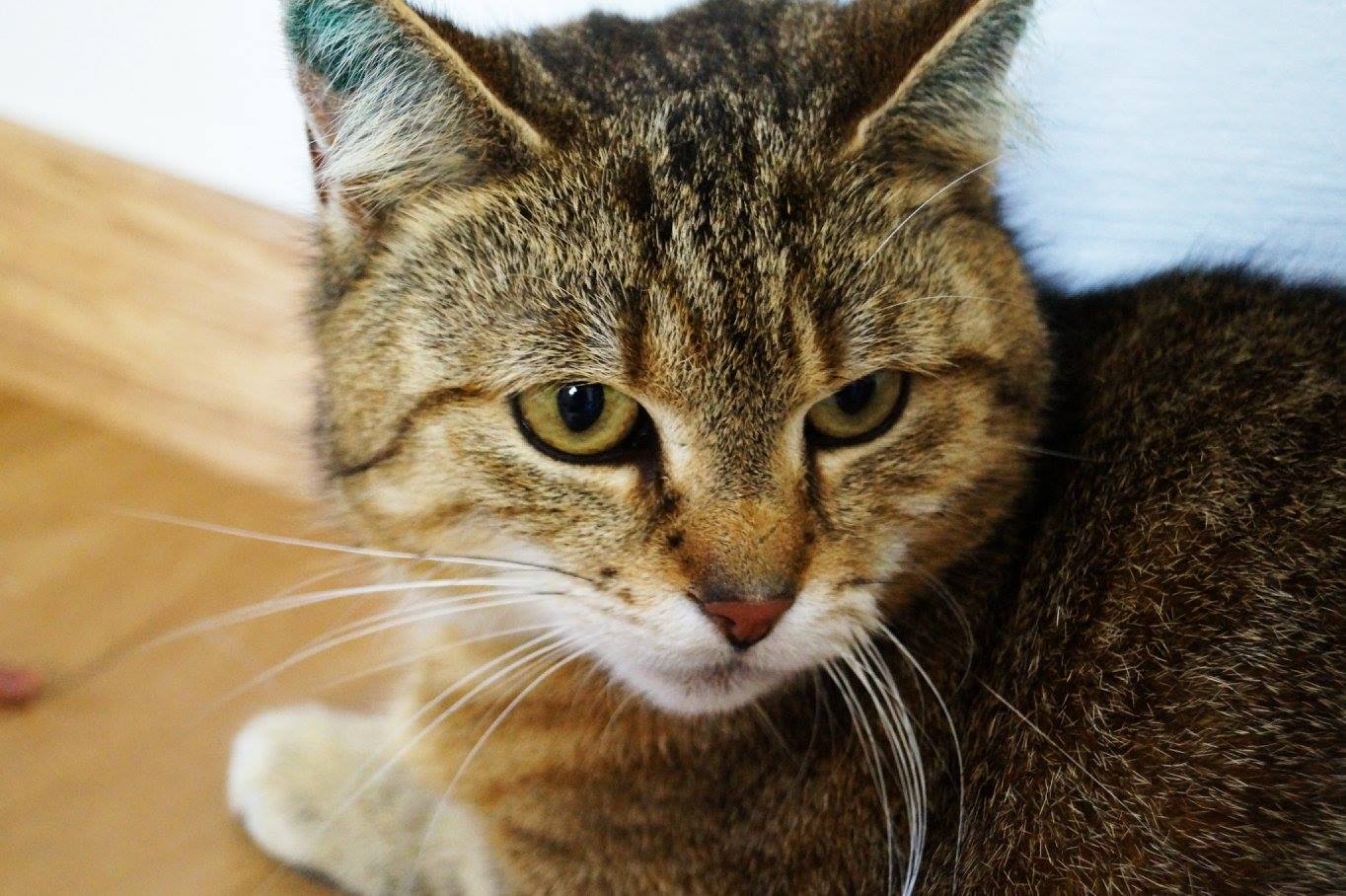 -vermittelt- Franziska (geb. 2010) – sensible, kinderliebe Schmusekatze sucht Einzelzuhause