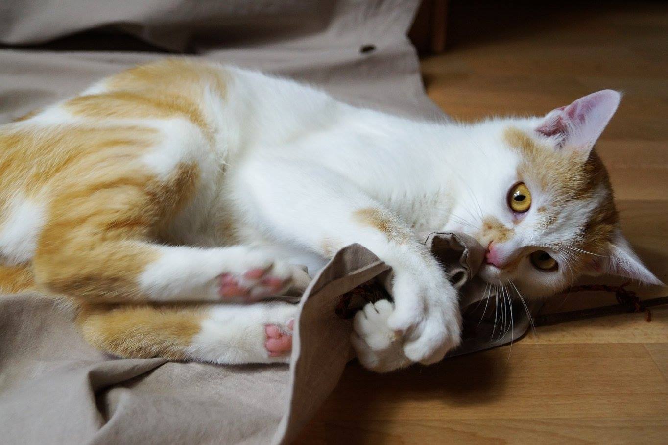 -vermittelt- Fridolin (geb. 2014) – verspielter Jungkater sucht actionreiches Freigängerzuhause