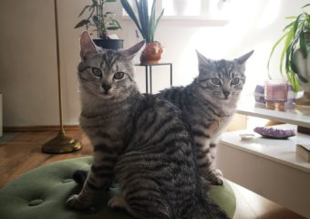 Frodo und Sam (geb. 08/2023) – kleine Hobbits wollen auf große Reise gehen