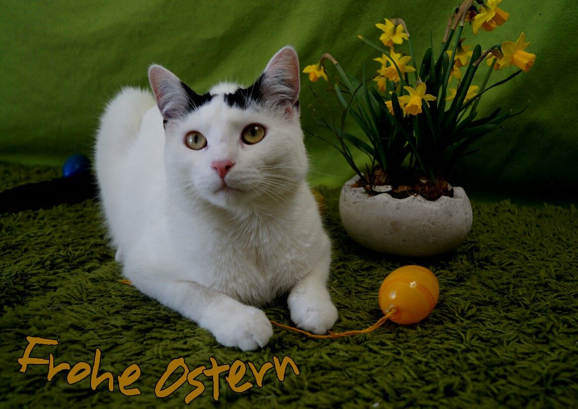 Wir wünschen ein frohes Osterfest