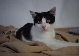 -vermittelt- Gizmo (*geb. 03/22) – kinderfreundlicher Jungkater