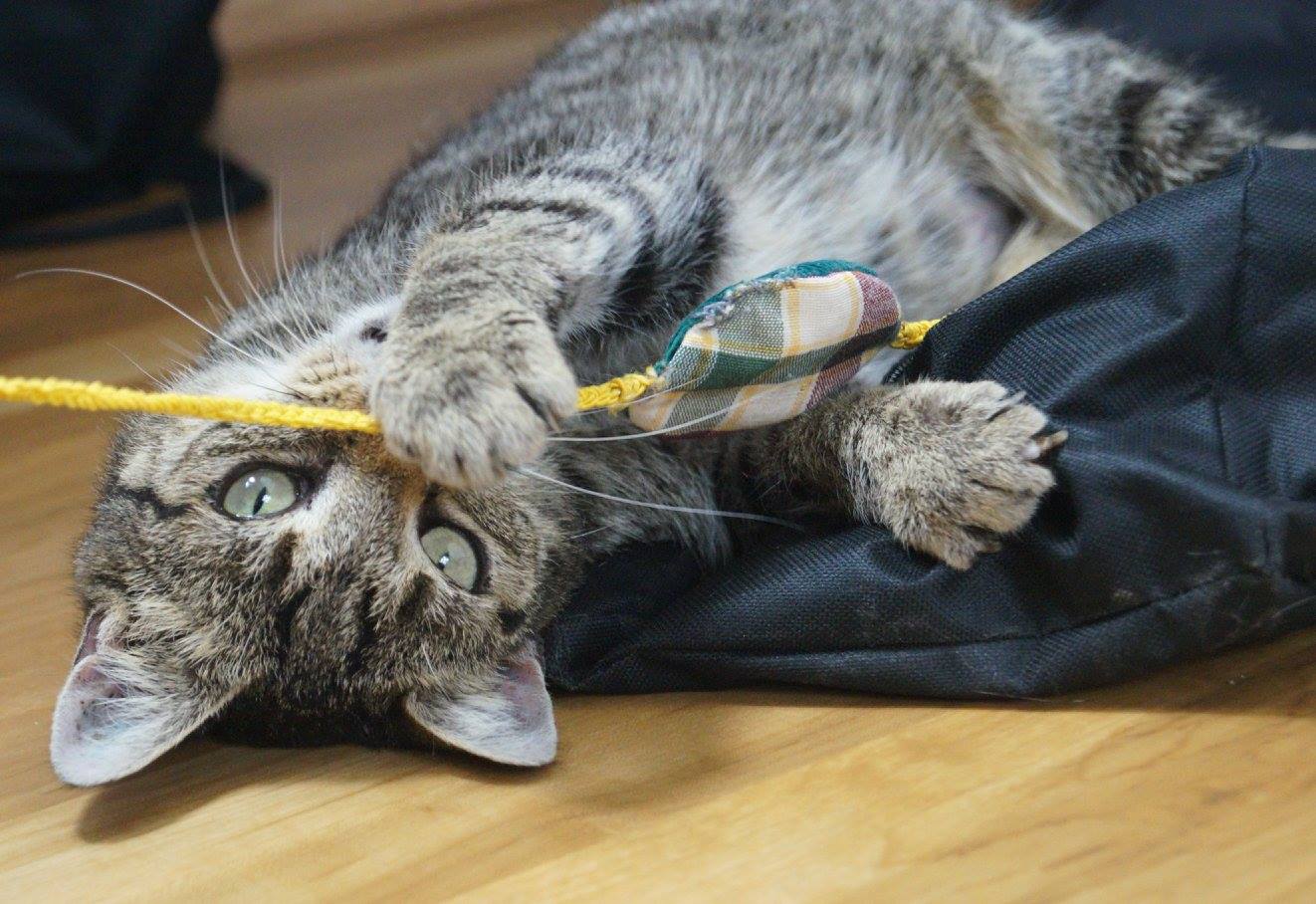 -vermittelt- Goldi (geb. ca. 2007) – unkomplizierte, soziale Katzendame sucht