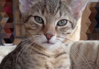 -vermittelt- Gregory (*geb.04/23) Besonders hübsches Tigerchen sucht liebevolles Zuhause