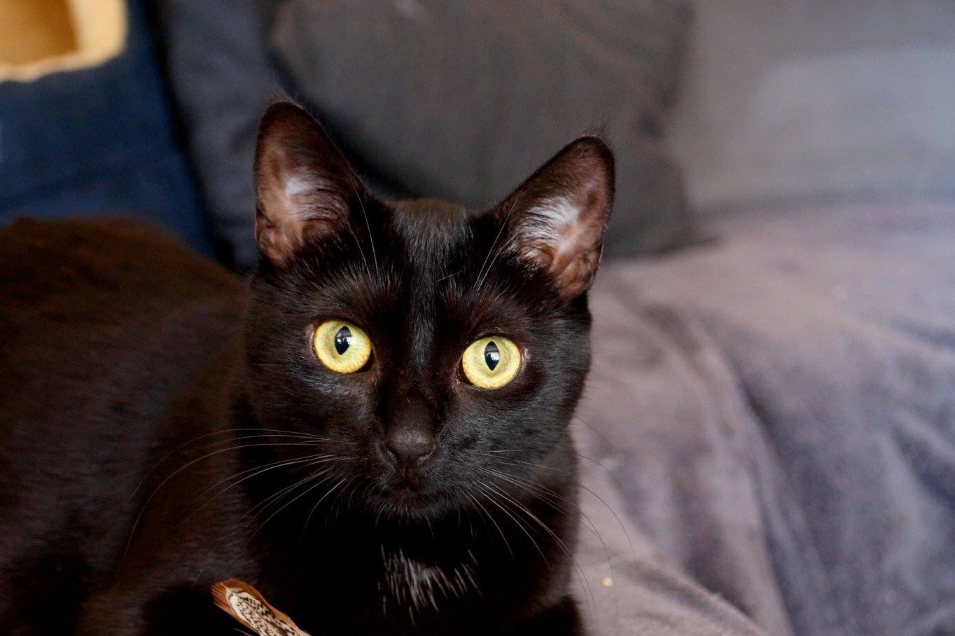 -vermittelt- Gucci (geb. 06/14) – charmantes Lackfellchen sucht schmusefeste Dosenöffner auf Lebenszeit