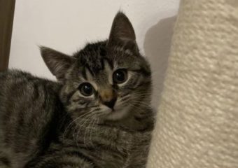 -vermittelt- Kleine Prinzessin Gwenda (*geb.08/22)