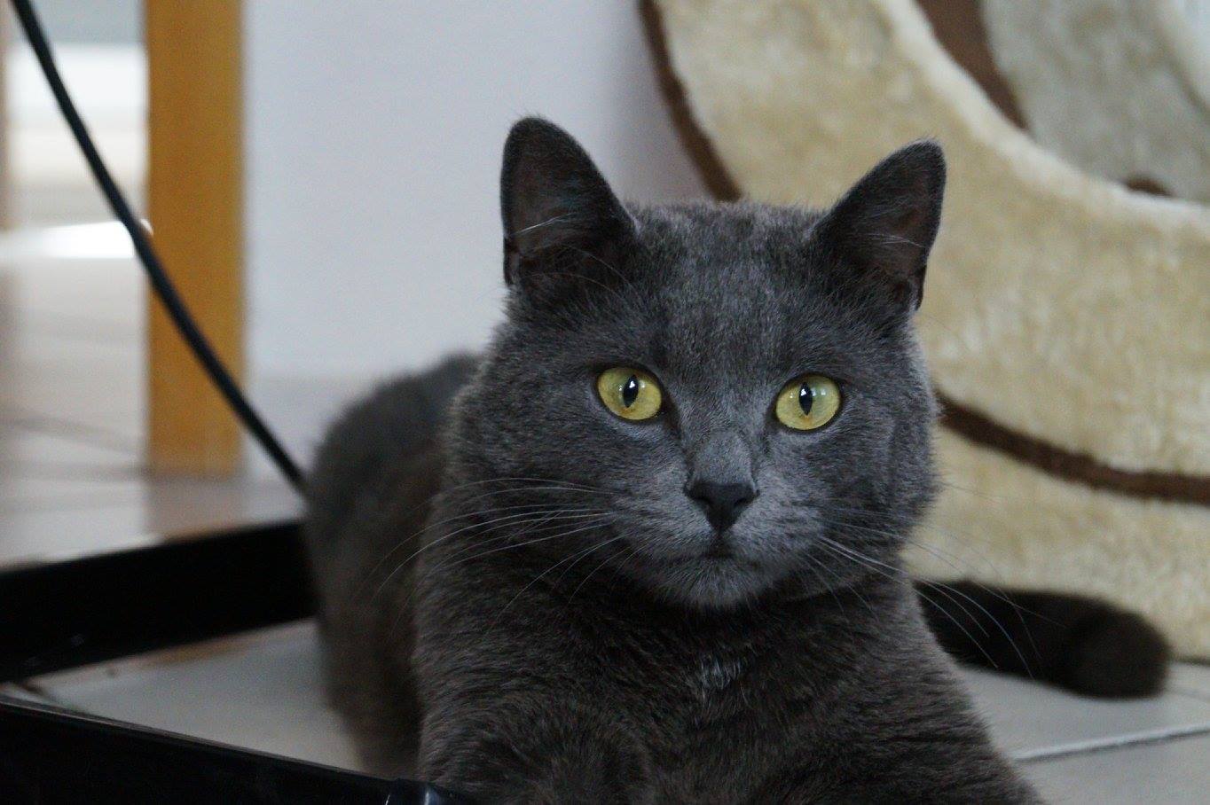 -vermittelt- Hannes (geb. 2014) – verschmuster Katerjunge sucht Freigängerzuhause