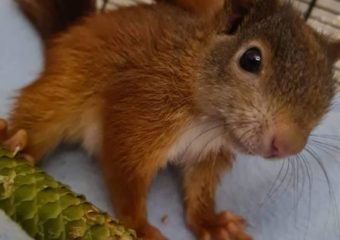Gesellschaft für Eichhörnchen Hazel zu uns gezogen