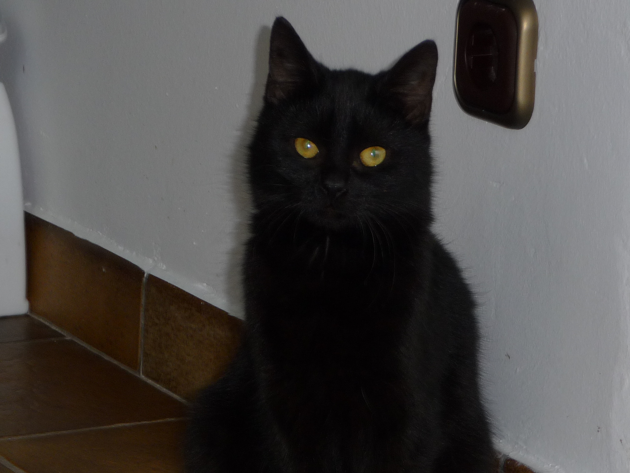 -vermittelt- schwarze Schönheit Hope (geb. Sommer 2014) – hundeverträgliches Katzenmädchen auf der Suche