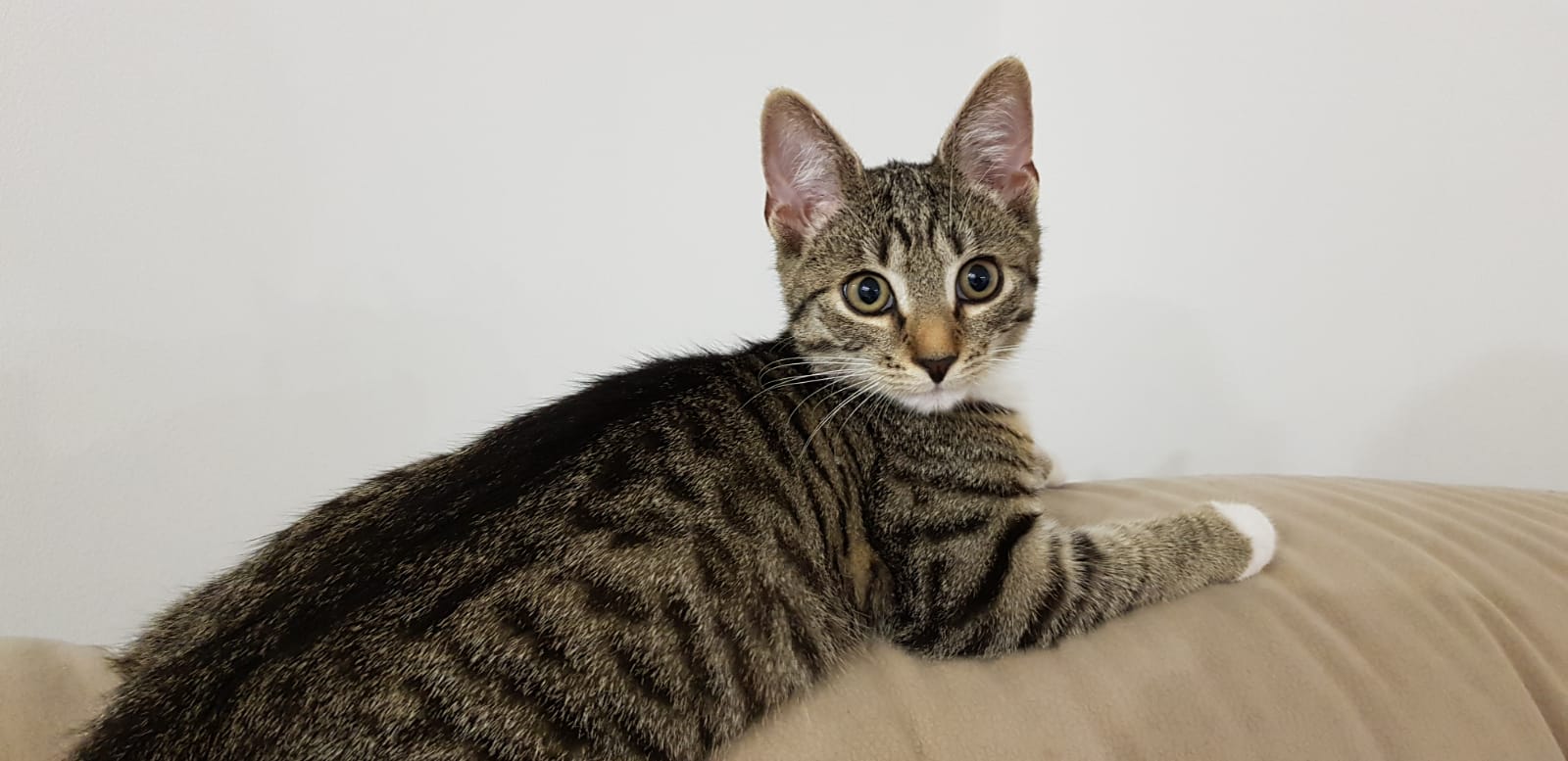 Baby Kater verschwunden