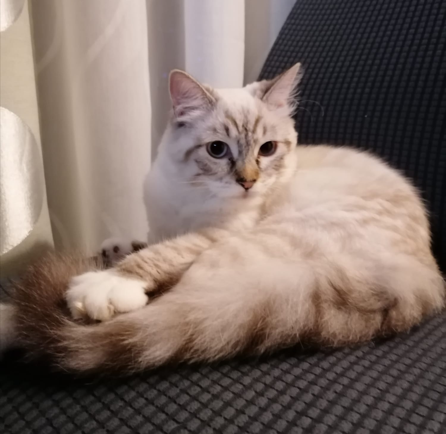 Katze Luna in Bad Kissingen vermisst