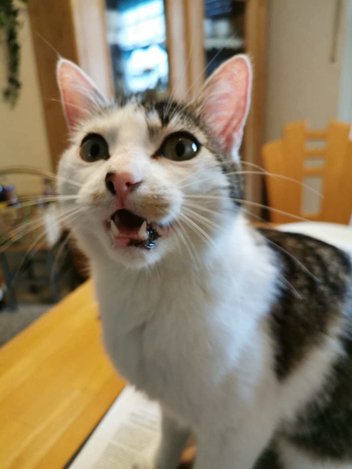 Micky in 97493 Bergrheinfeld vermisst