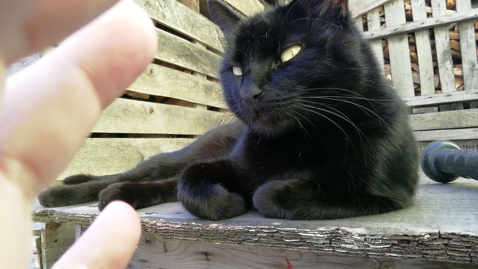 Katze entlaufen in fremder Umgebung 97447