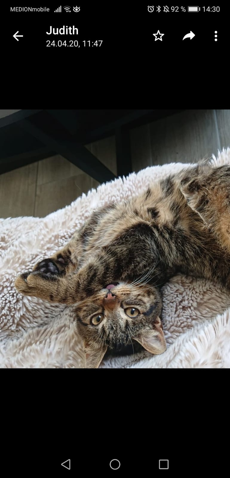 Kater Findus wird in Werneck vermisst