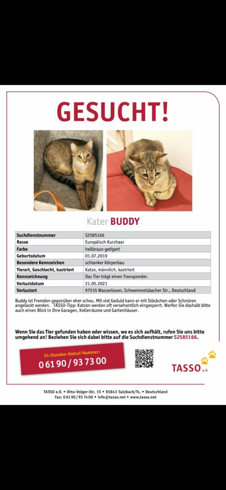 Kater Buddy in 97535 Wülfershausen vermisst