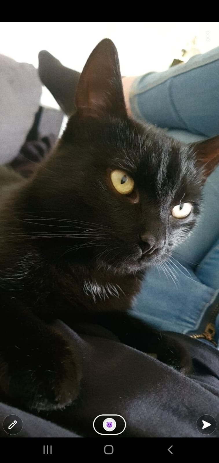 Katzen Bounty vermisst in 97246 Eibelstadt