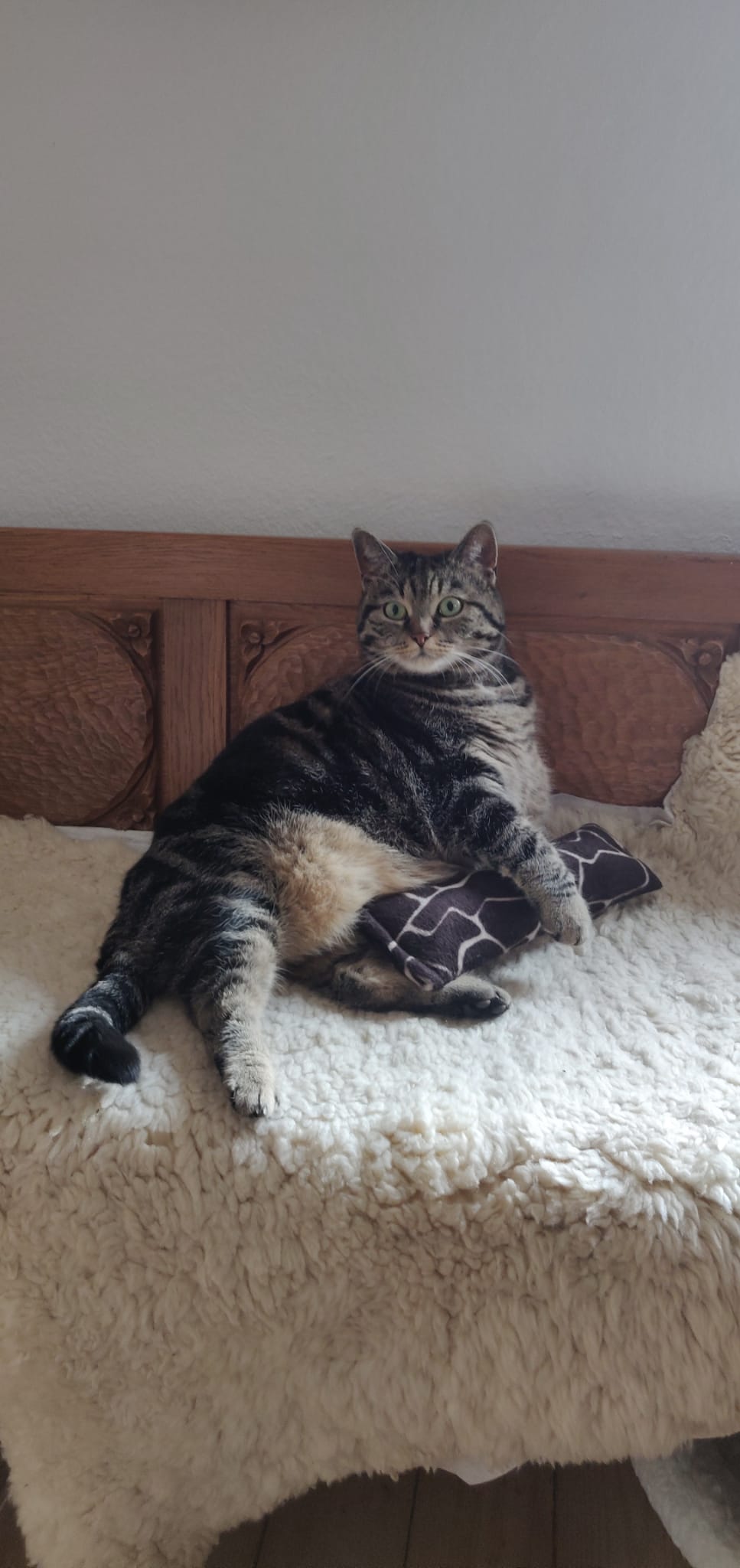 Katze Bali in 97421 Schweinfurt vermisst