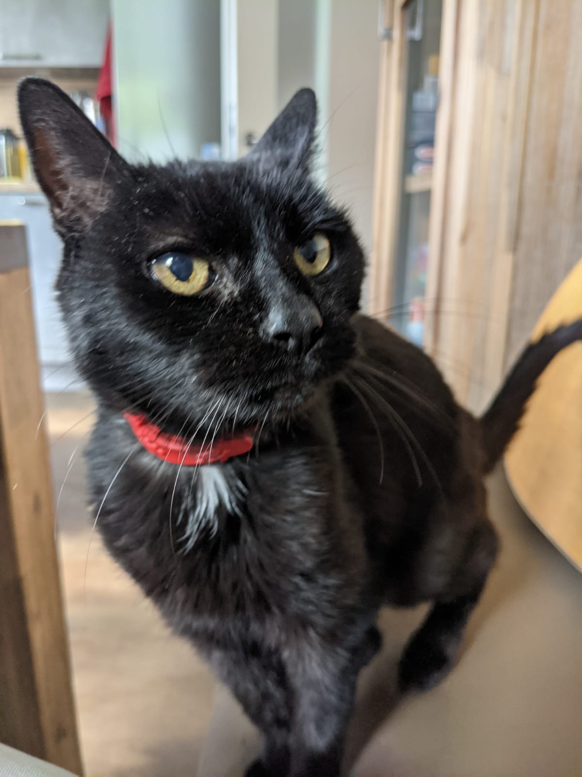 Struppi in 97421 Schweinfurt Höllental vermisst