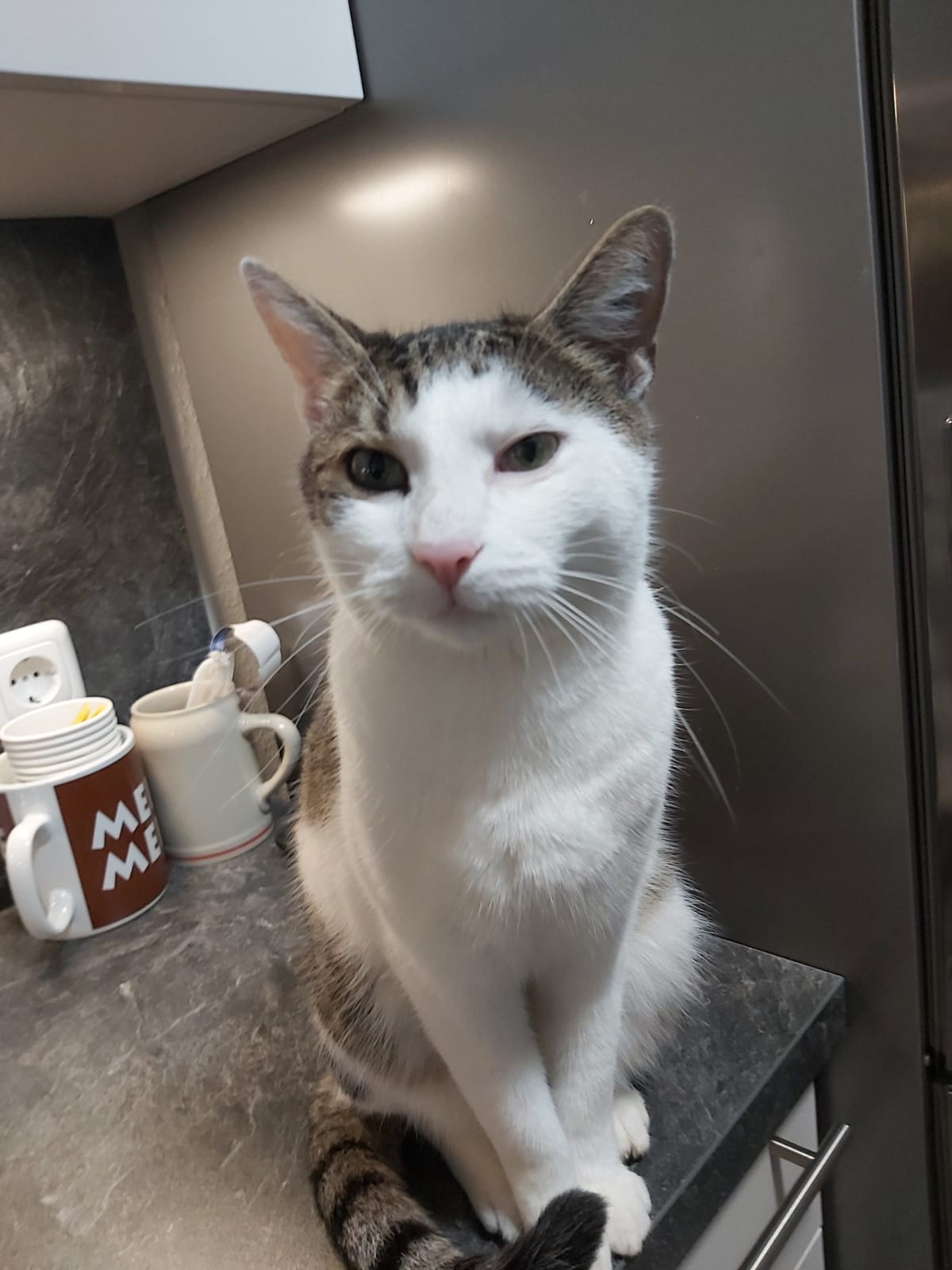 Streuner vermisst in 97424