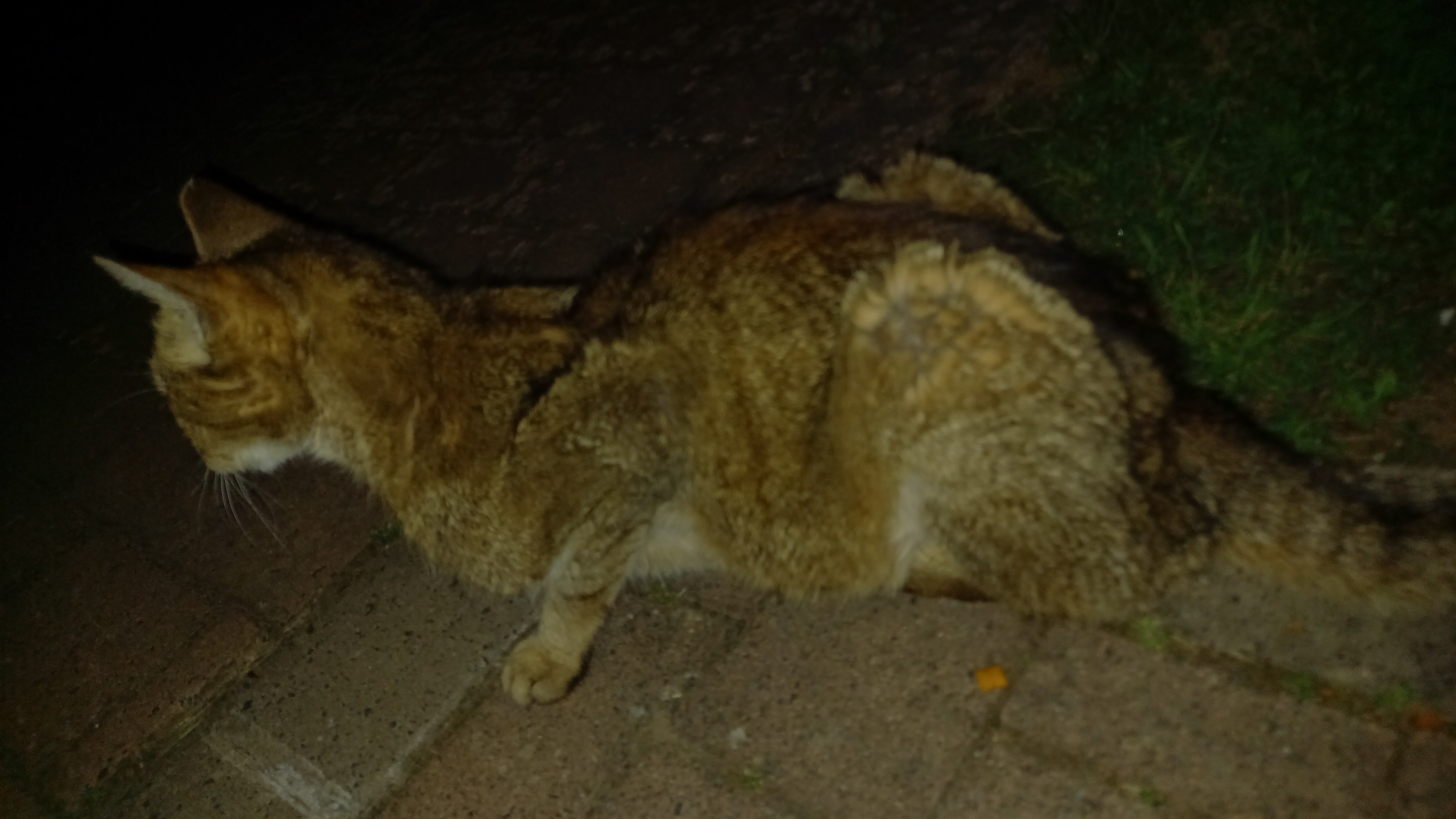 Verwahrloste Katze in Poppenhausen gefunden