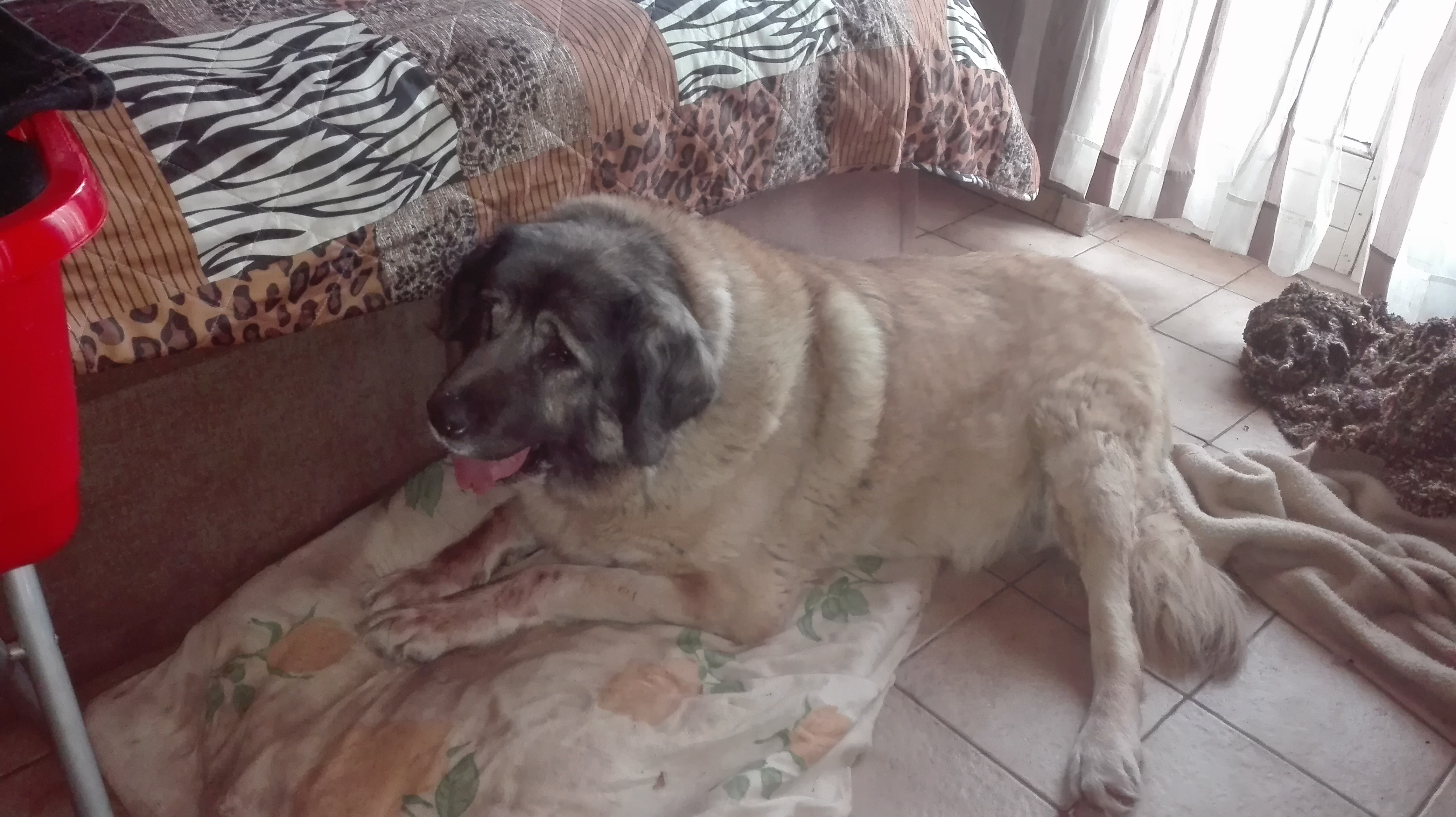 Vermittlung von Privat: Sina ( ca 7Jahre )