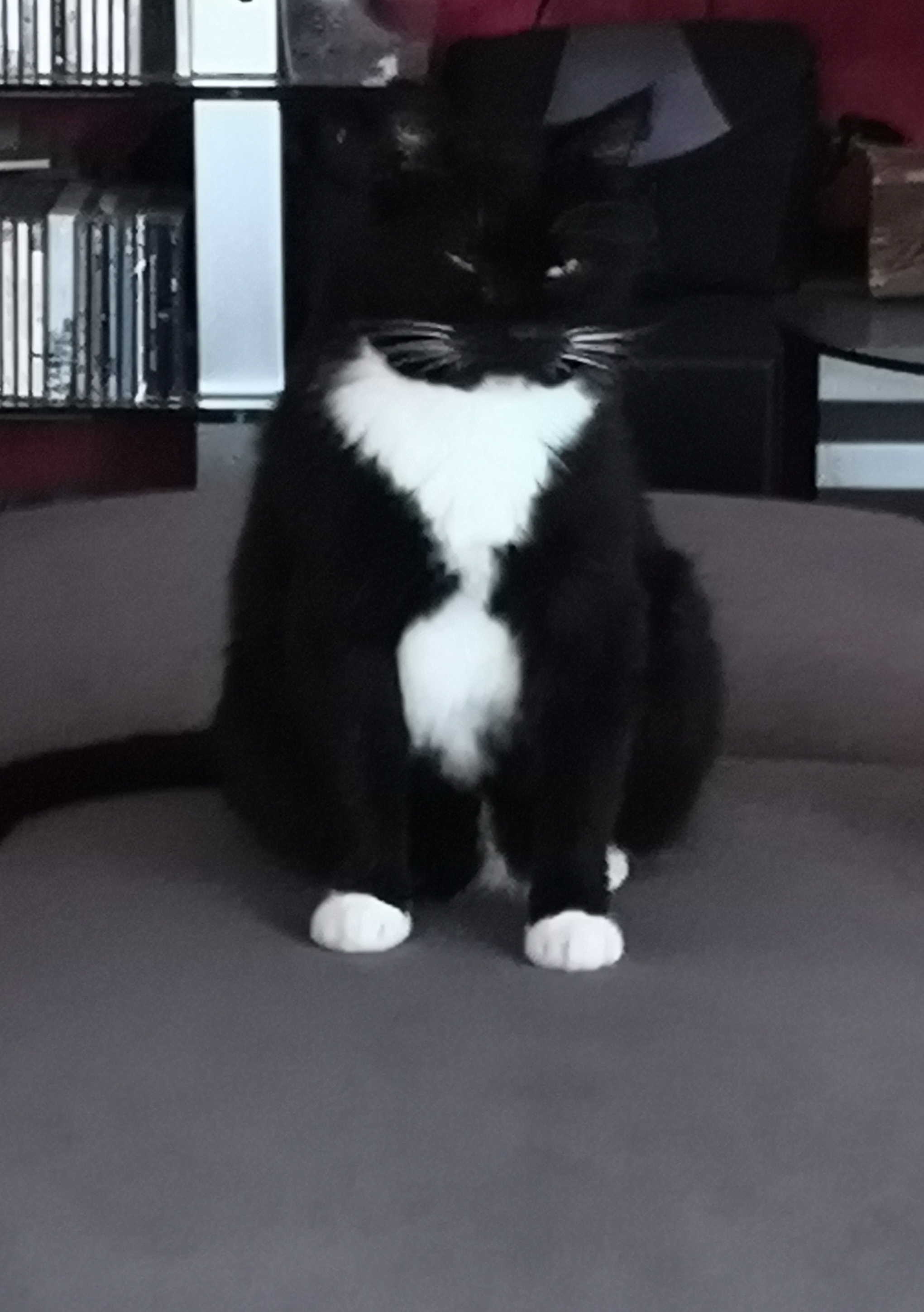 Kater vermisst in Alzenau