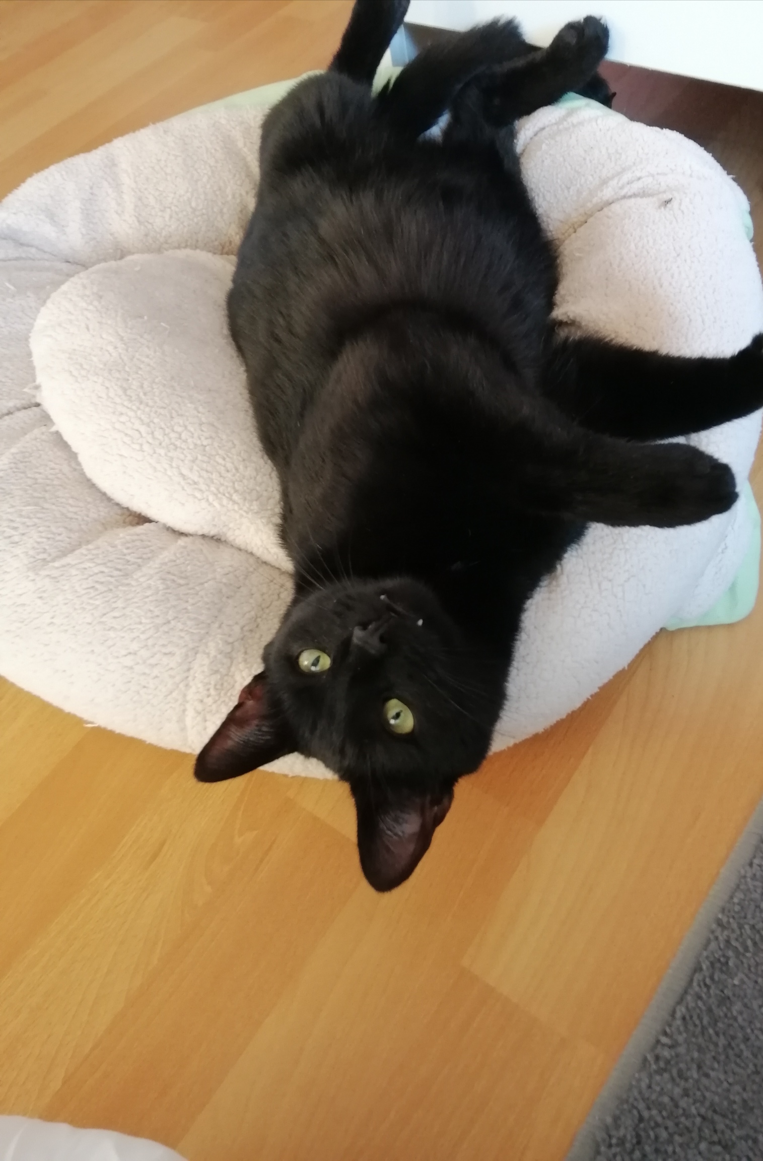 Schwarzer Kater in Bundorf vermisst