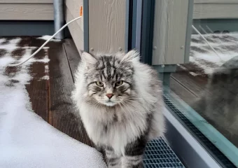 Kater Milo in 91472 vermisst