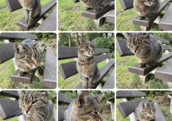 Katze 12 Jahre in 97475 gesucht, EKH braun/ grau